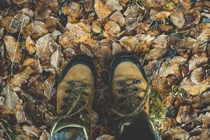 Beginner's Hike with Friends of the Blue Hills