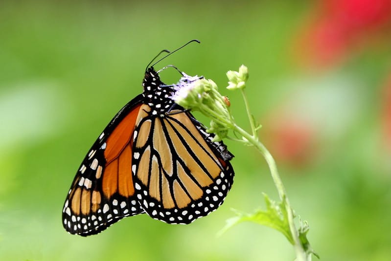 Â You Can Help Save Monarchs: Cut Black Swallow-wort at Great Blue
