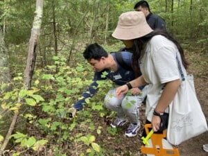 Survey and Save the Forest - Great Blue @ Blue Hills Trailside Museum | Milton | Massachusetts | United States