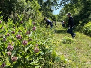 Invasive Removal or Trail Maintenance with Ruth