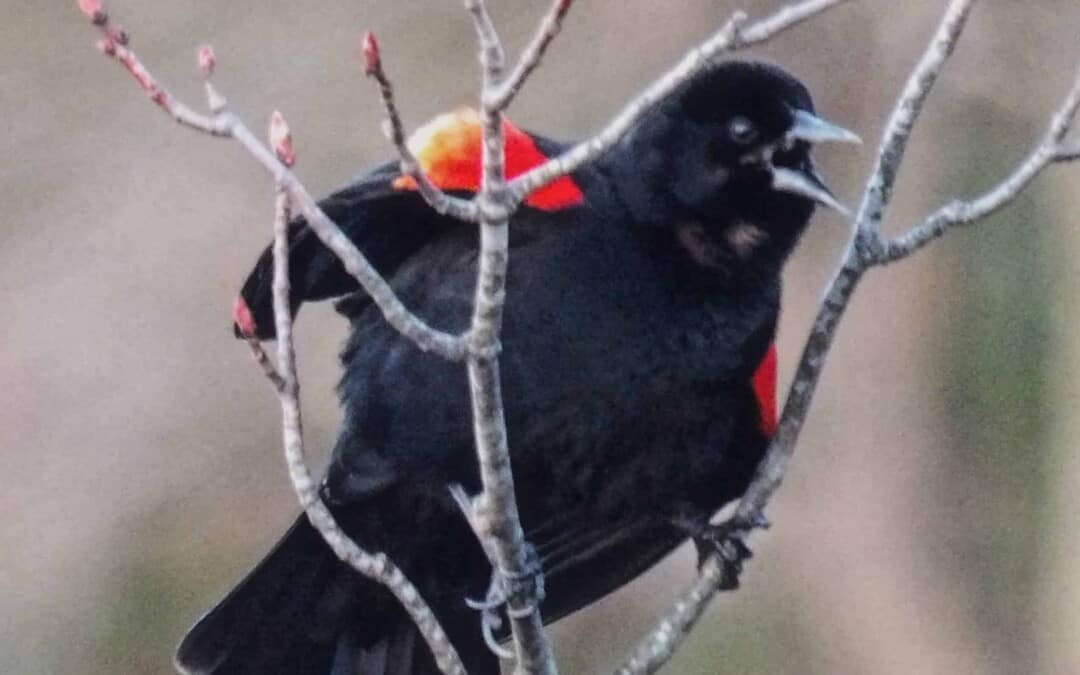 Blue Hills Bird Walk
