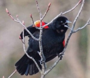 Blue Hills Bird Walk @ Blue Hills Reservation | Massachusetts | United States