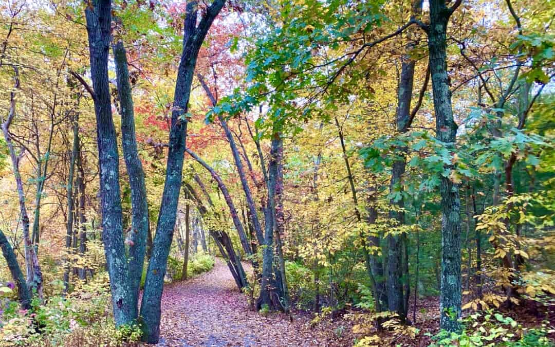 Meet the Blue Hills Trees! 125-Mile Club Celebration Month