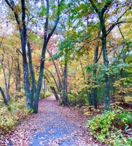 Meet the Blue Hills Trees! 125-Mile Club Celebration Month @ Milton | Massachusetts | United States