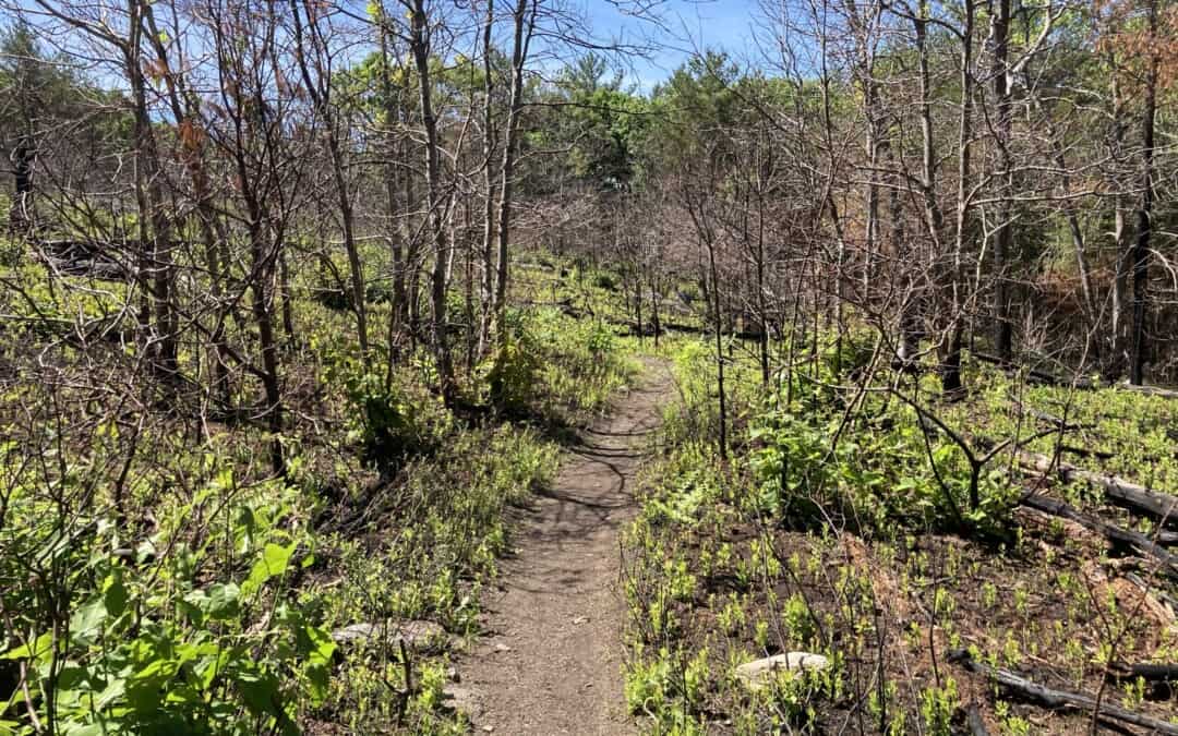 How Does the Forest Tell a Story?