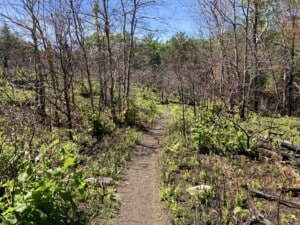 How Does the Forest Tell a Story? @ Thomas Crane Public Library | Quincy | Massachusetts | United States