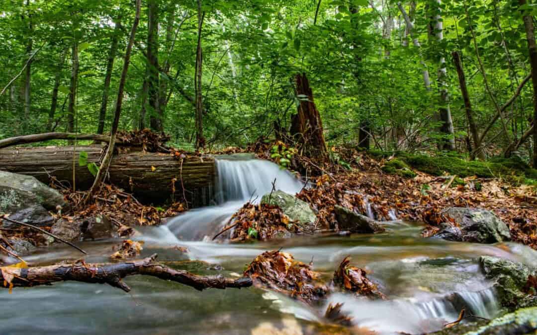Signs of Summer Hike