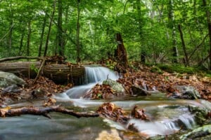 Signs of Summer Hike @ Trailside Museum | Milton | Massachusetts | United States
