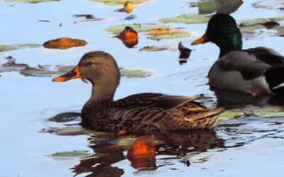 TRAIL ALERT!! St. Moritz Ponds Area of the Park