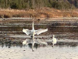 Beginner Birding: The Fall Migration @ Burma Road Trailhead Parking | Milton | Massachusetts | United States