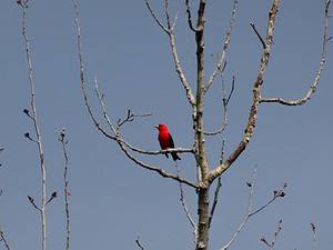 Blue Hills Bird Walk