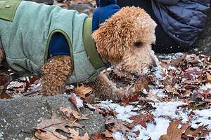 Dog Friendly Hike @ Houghton's Pond Recreation Area | Milton | Massachusetts | United States
