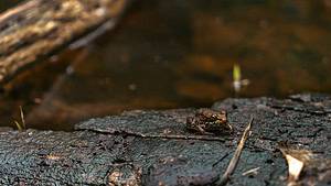 Family Vernal Pools Adventure Registration Closed @ Houghton's Pond | Milton | Massachusetts | United States